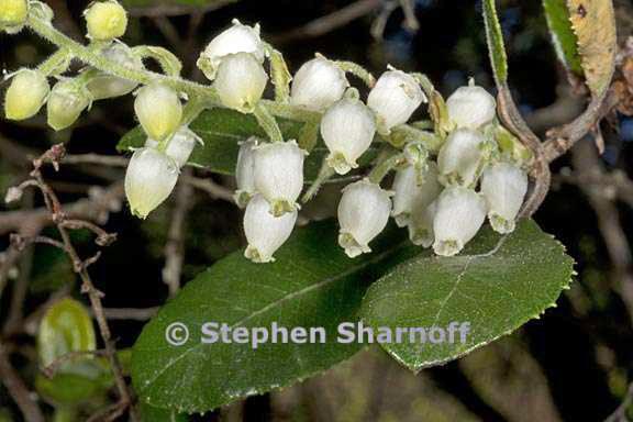 comarostaphylos diversifolia var planifolia 3 graphic